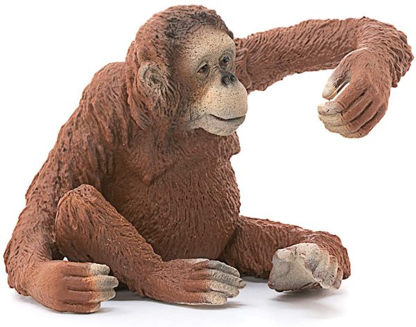 Orangutan Female Fashion - Image 3